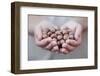 Man in Khaki T-Shirt Holds Hazelnuts in His Palms-Joe Petersburger-Framed Photographic Print