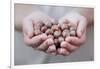 Man in Khaki T-Shirt Holds Hazelnuts in His Palms-Joe Petersburger-Framed Photographic Print