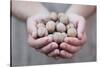 Man in Khaki T-Shirt Holds Walnuts in His Palms-Joe Petersburger-Stretched Canvas