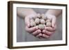 Man in Khaki T-Shirt Holds Walnuts in His Palms-Joe Petersburger-Framed Photographic Print