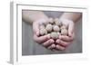 Man in Khaki T-Shirt Holds Walnuts in His Palms-Joe Petersburger-Framed Photographic Print