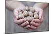 Man in Khaki T-Shirt Holds Walnuts in His Palms-Joe Petersburger-Mounted Photographic Print