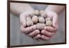 Man in Khaki T-Shirt Holds Walnuts in His Palms-Joe Petersburger-Framed Photographic Print