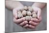 Man in Khaki T-Shirt Holds Walnuts in His Palms-Joe Petersburger-Mounted Photographic Print