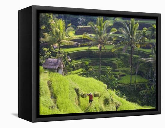 Man in Rice Fields, Nr Ubud, Bali, Indonesia-Peter Adams-Framed Stretched Canvas