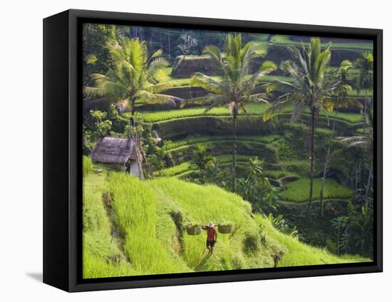 Man in Rice Fields, Nr Ubud, Bali, Indonesia-Peter Adams-Framed Stretched Canvas