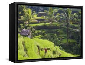 Man in Rice Fields, Nr Ubud, Bali, Indonesia-Peter Adams-Framed Stretched Canvas