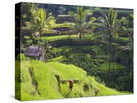 Man in Rice Fields, Nr Ubud, Bali, Indonesia-Peter Adams-Stretched Canvas