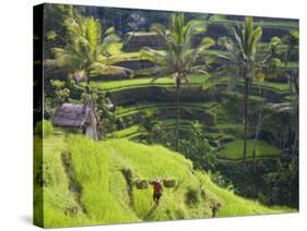 Man in Rice Fields, Nr Ubud, Bali, Indonesia-Peter Adams-Stretched Canvas