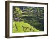 Man in Rice Fields, Nr Ubud, Bali, Indonesia-Peter Adams-Framed Premium Photographic Print