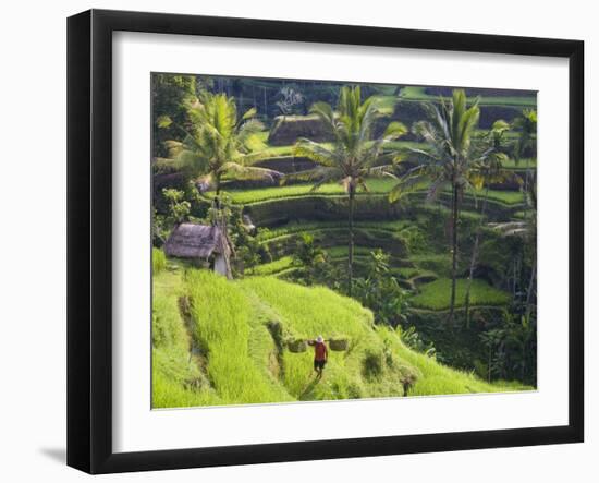 Man in Rice Fields, Nr Ubud, Bali, Indonesia-Peter Adams-Framed Premium Photographic Print