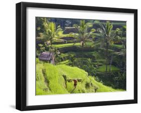 Man in Rice Fields, Nr Ubud, Bali, Indonesia-Peter Adams-Framed Premium Photographic Print