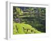 Man in Rice Fields, Nr Ubud, Bali, Indonesia-Peter Adams-Framed Premium Photographic Print