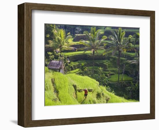 Man in Rice Fields, Nr Ubud, Bali, Indonesia-Peter Adams-Framed Photographic Print