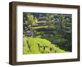 Man in Rice Fields, Nr Ubud, Bali, Indonesia-Peter Adams-Framed Photographic Print