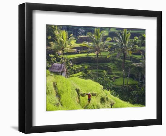 Man in Rice Fields, Nr Ubud, Bali, Indonesia-Peter Adams-Framed Photographic Print