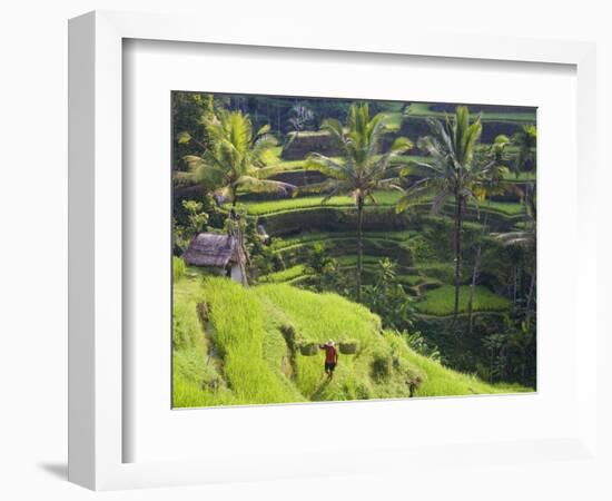 Man in Rice Fields, Nr Ubud, Bali, Indonesia-Peter Adams-Framed Photographic Print