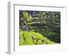 Man in Rice Fields, Nr Ubud, Bali, Indonesia-Peter Adams-Framed Photographic Print