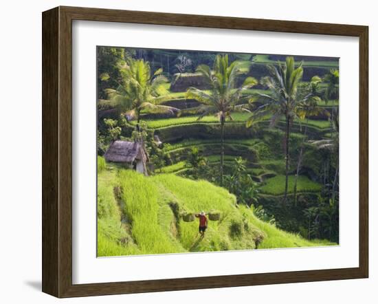 Man in Rice Fields, Nr Ubud, Bali, Indonesia-Peter Adams-Framed Photographic Print