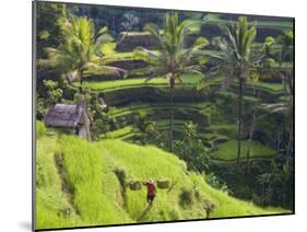 Man in Rice Fields, Nr Ubud, Bali, Indonesia-Peter Adams-Mounted Photographic Print