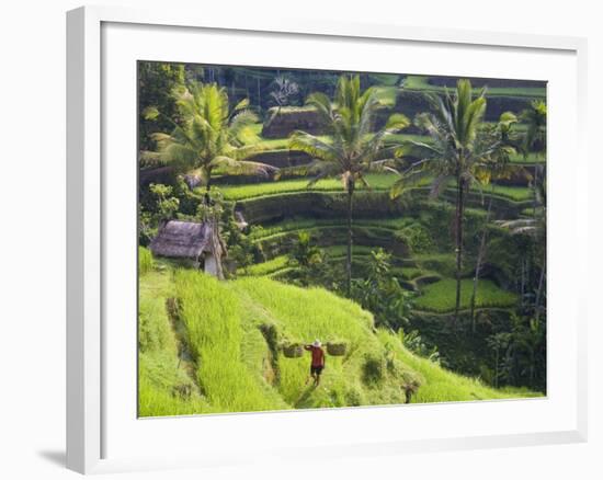 Man in Rice Fields, Nr Ubud, Bali, Indonesia-Peter Adams-Framed Photographic Print