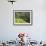 Man in Rice Fields, Nr Ubud, Bali, Indonesia-Peter Adams-Framed Photographic Print displayed on a wall