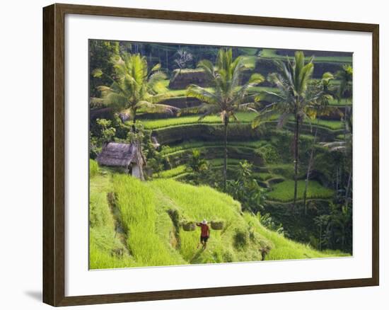 Man in Rice Fields, Nr Ubud, Bali, Indonesia-Peter Adams-Framed Photographic Print