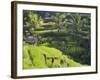 Man in Rice Fields, Nr Ubud, Bali, Indonesia-Peter Adams-Framed Photographic Print