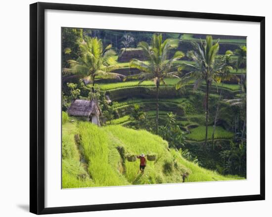 Man in Rice Fields, Nr Ubud, Bali, Indonesia-Peter Adams-Framed Photographic Print