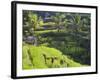 Man in Rice Fields, Nr Ubud, Bali, Indonesia-Peter Adams-Framed Photographic Print