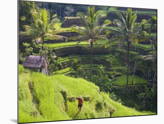 Man in Rice Fields, Nr Ubud, Bali, Indonesia-Peter Adams-Mounted Photographic Print