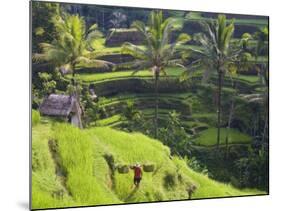 Man in Rice Fields, Nr Ubud, Bali, Indonesia-Peter Adams-Mounted Photographic Print