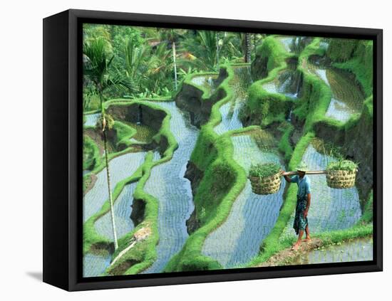 Man in Rice Paddies, Bali, Indonesia-Peter Adams-Framed Stretched Canvas
