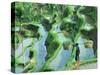 Man in Rice Paddies, Bali, Indonesia-Peter Adams-Stretched Canvas