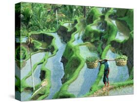 Man in Rice Paddies, Bali, Indonesia-Peter Adams-Stretched Canvas