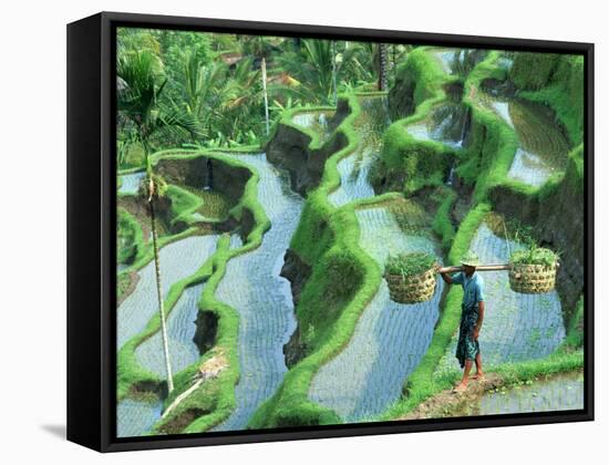 Man in Rice Paddies, Bali, Indonesia-Peter Adams-Framed Stretched Canvas