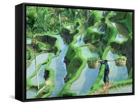 Man in Rice Paddies, Bali, Indonesia-Peter Adams-Framed Stretched Canvas