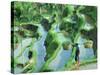 Man in Rice Paddies, Bali, Indonesia-Peter Adams-Stretched Canvas