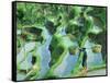 Man in Rice Paddies, Bali, Indonesia-Peter Adams-Framed Stretched Canvas