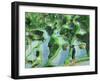 Man in Rice Paddies, Bali, Indonesia-Peter Adams-Framed Photographic Print