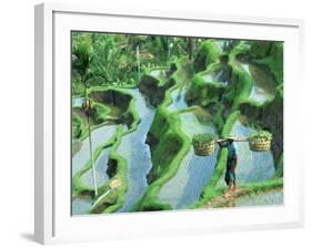 Man in Rice Paddies, Bali, Indonesia-Peter Adams-Framed Photographic Print