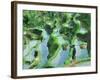 Man in Rice Paddies, Bali, Indonesia-Peter Adams-Framed Photographic Print