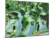 Man in Rice Paddies, Bali, Indonesia-Peter Adams-Mounted Photographic Print