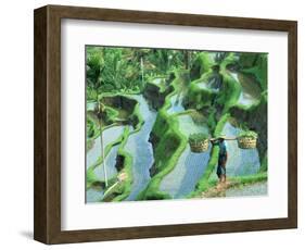 Man in Rice Paddies, Bali, Indonesia-Peter Adams-Framed Photographic Print