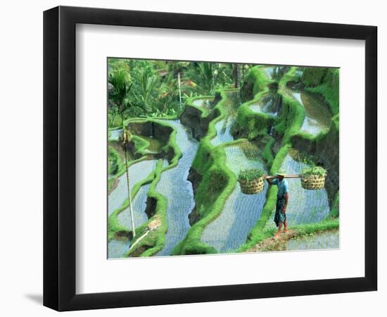 Man in Rice Paddies, Bali, Indonesia-Peter Adams-Framed Photographic Print