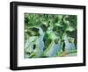 Man in Rice Paddies, Bali, Indonesia-Peter Adams-Framed Photographic Print