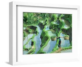 Man in Rice Paddies, Bali, Indonesia-Peter Adams-Framed Photographic Print