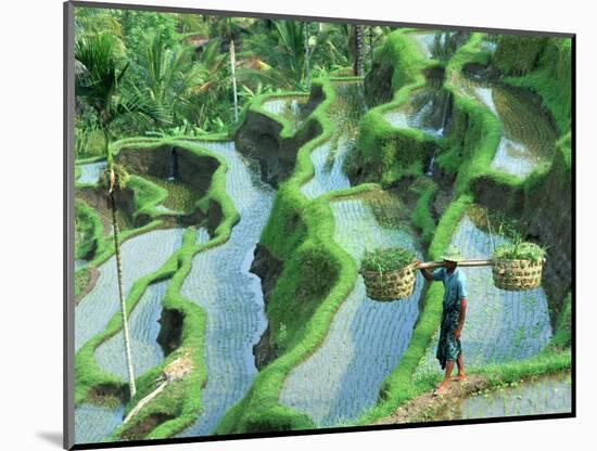 Man in Rice Paddies, Bali, Indonesia-Peter Adams-Mounted Photographic Print