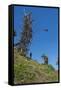 Man jumping from a bamboo tower, Pentecost land diving, Pentecost, Vanuatu, Pacific-Michael Runkel-Framed Stretched Canvas