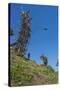 Man jumping from a bamboo tower, Pentecost land diving, Pentecost, Vanuatu, Pacific-Michael Runkel-Stretched Canvas